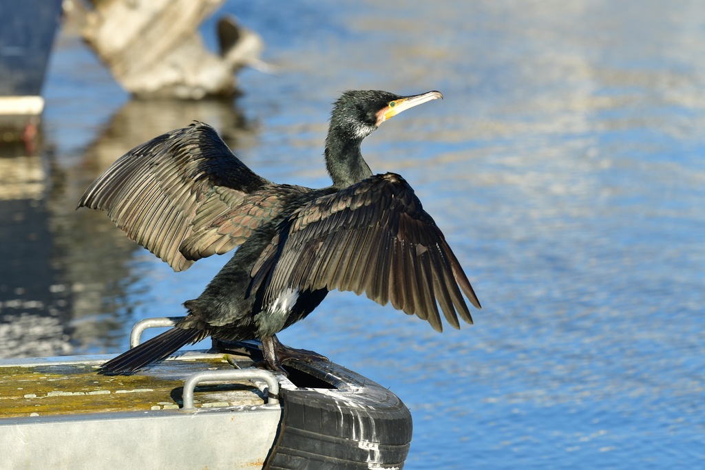 2026-01-08 Brandenburg an der Havel/Stadt/DSC_2266.JPG